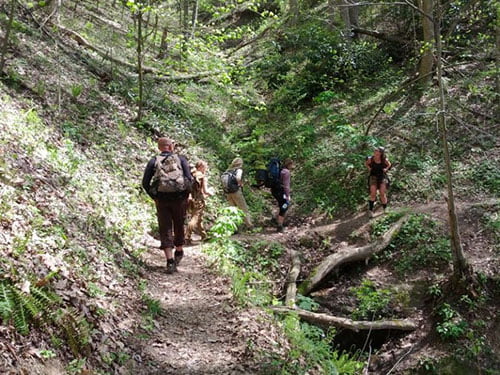 wild-foods-hike-edible-plants-in-north-carolina-wild-abundance