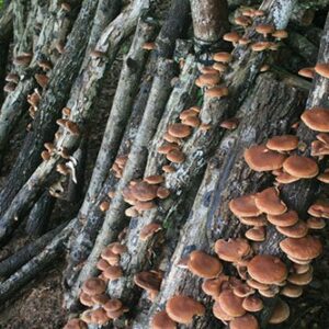 shiitake mushrooms fruiting on hardwood logs