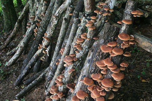 How To Grow Mushrooms On Inoculated Logs Wild Abundance