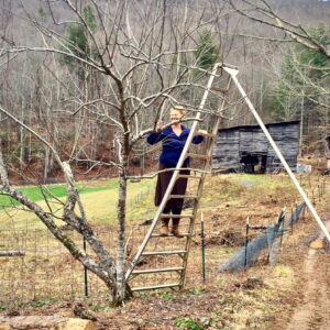 woman on orchard ladder pruning and apple tree in winter