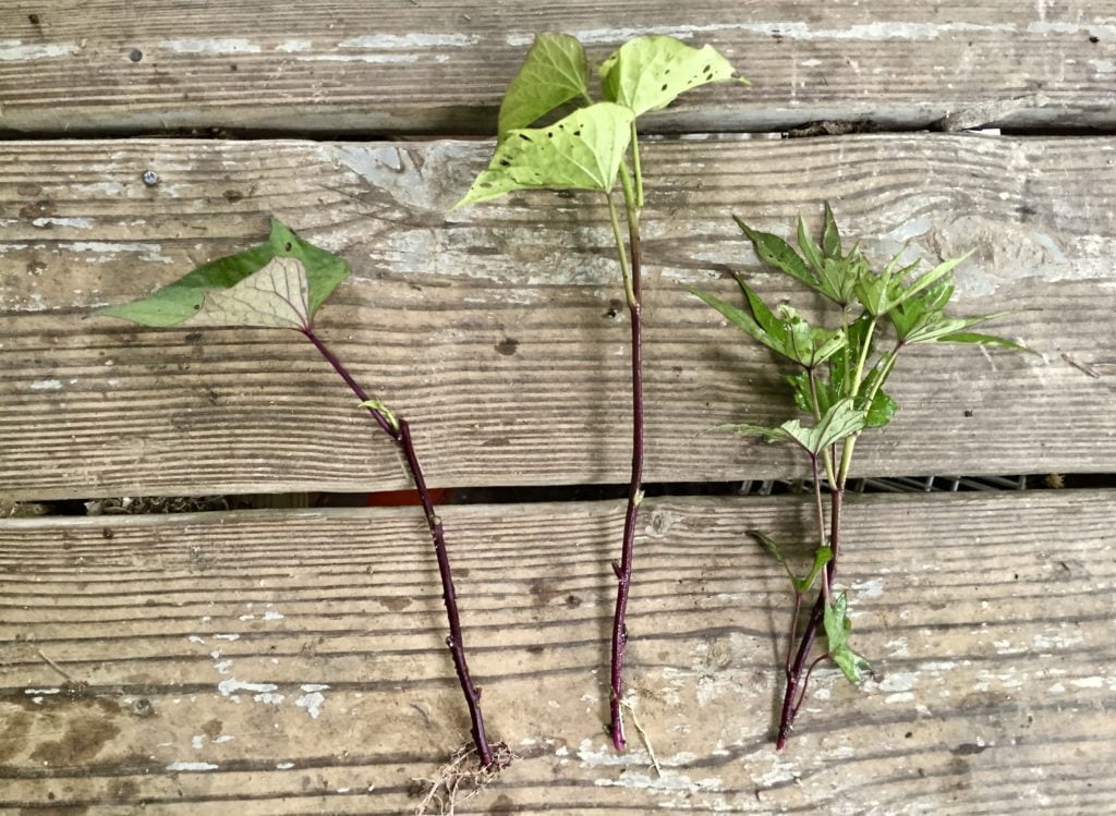 Grow your own sweet potato slips | Wild Abundance