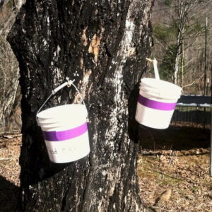 buckets collecting sugar maple sap to make maple syrup