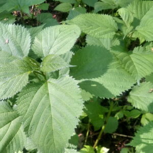 native perennial wood nettles