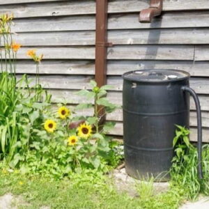 rain barrel collecting rainwater for irrigating a garden