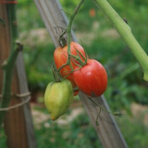 tomatoes for seed saving