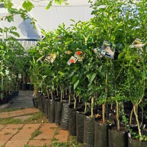 potted fruit trees