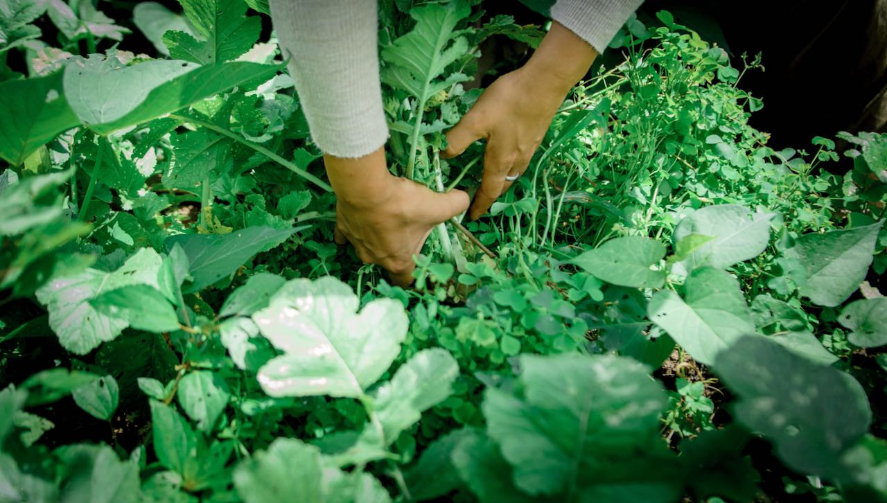 Woman pulling green plants from garden (1)