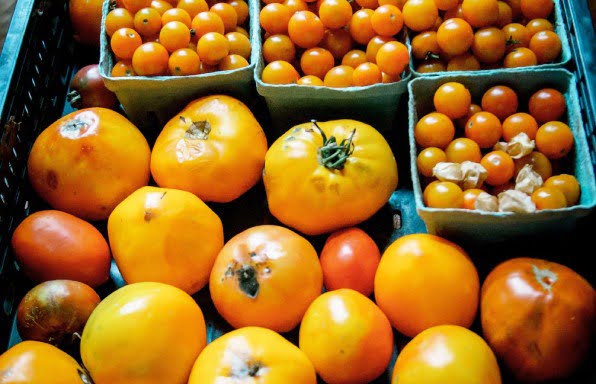 tomatoes from the garden