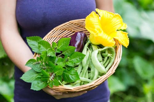 basket of garden vegetables