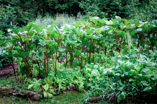 Garden bed with okra