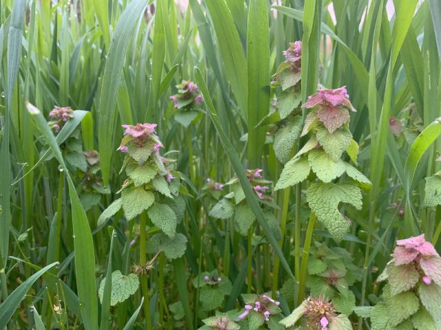 lamium purpureum purple dead nettle growing in rye cover crop