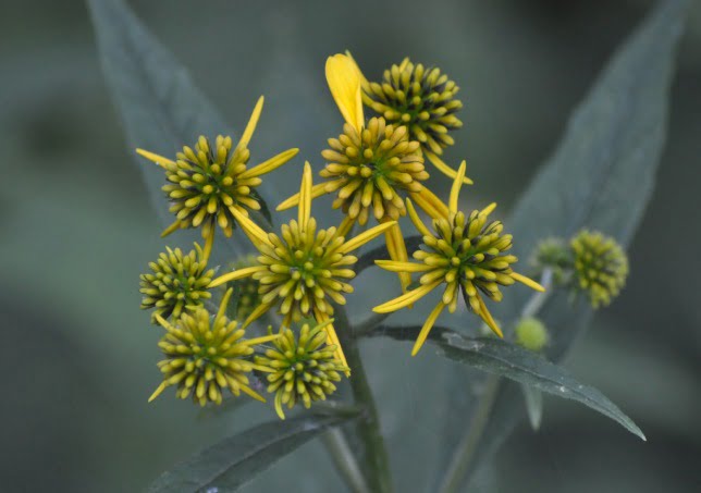 Yellow flowers