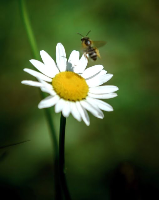 honey bee on an oxeye daisy flower