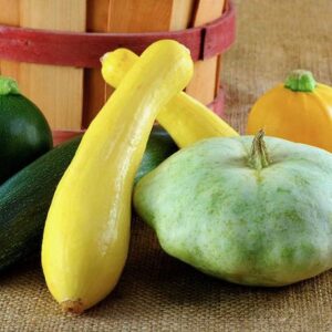 zucchini and other kinds of summer squash