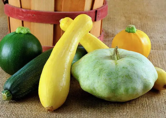 zucchini and other kinds of summer squash