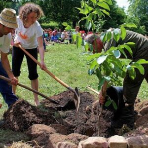 group of people planting a tree together