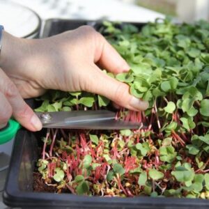 Harvesting radish microgreens with scissors