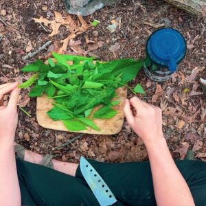 chopping wild foraged greens