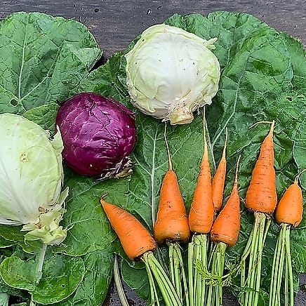 Cabbage, collards, and carrots are laid out to display the sorts of vegetables you can plant in the summer in your garden to get fall and winter vegetable harvests!