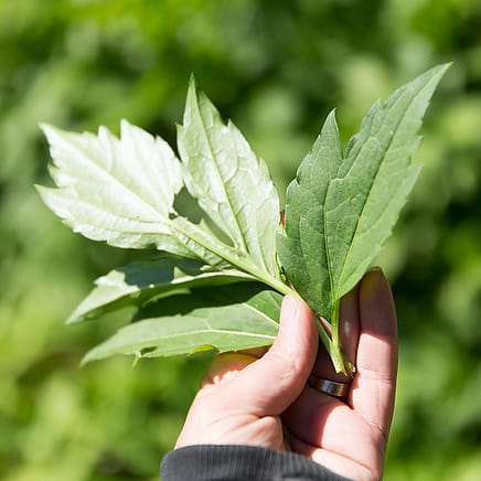 Sochan, one of the 10 Spring Wild Greens you can find just about anywhere, a short online foraging class available at Wild Abundance