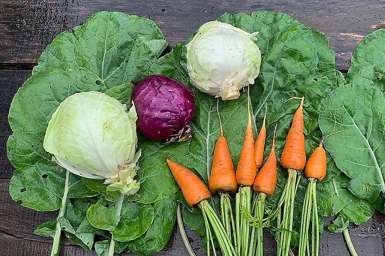 Cabbage, collards, and carrots are laid out to display the sorts of vegetables you can plant in the summer in your garden to get fall and winter vegetable harvests!