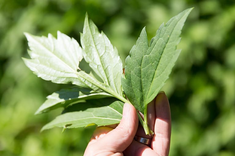 Sochan, one of the 10 Spring Wild Greens you can find just about anywhere, a short online foraging class available at Wild Abundance