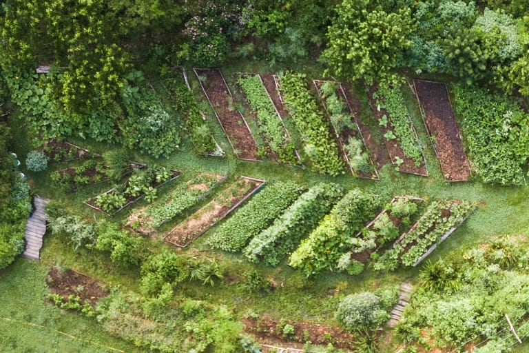 A view of the annual organic vegetable garden beds layout at Wild Abundance as seen from above in an aerial photograph