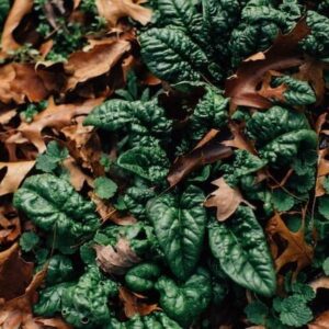 spinach with leaf mulch