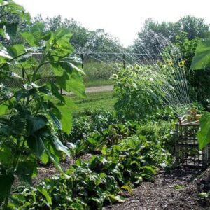 Overhead watering a garden with sprinklers