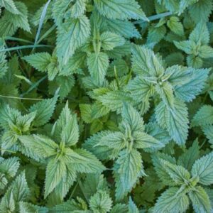 Nettles