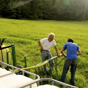 using urine as a fertilizer for a hay crop