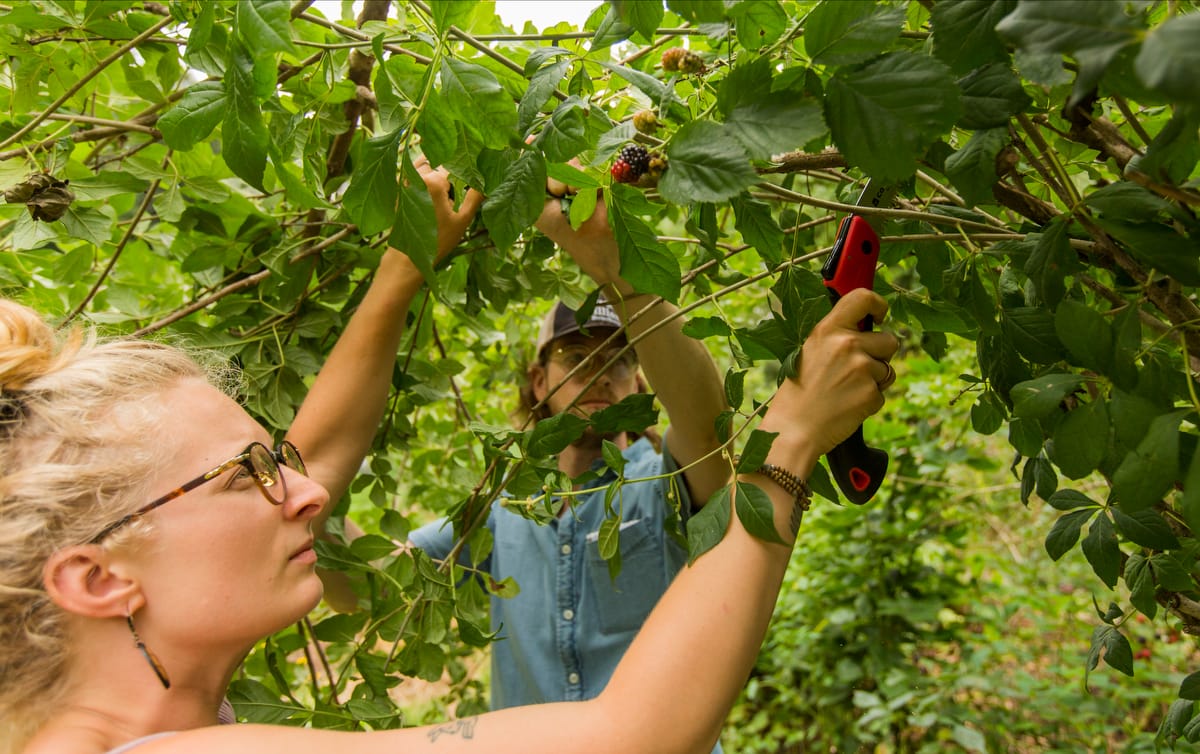 Student Apprentices practice pruning out berry and tree branches during a Gardening and permaculture 9 month long apprenticeship at Wild Abundance