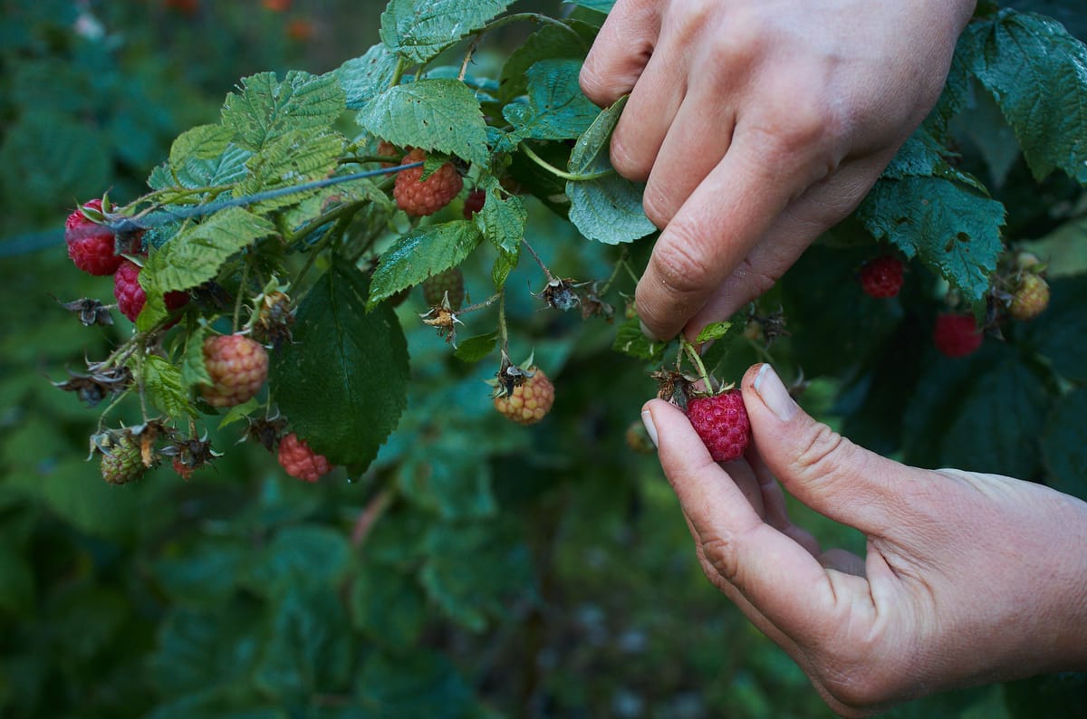 Hands picking a raspberry off a bramble during harvest season during the gardening and permaculture apprenticeship program at Wild Abundance