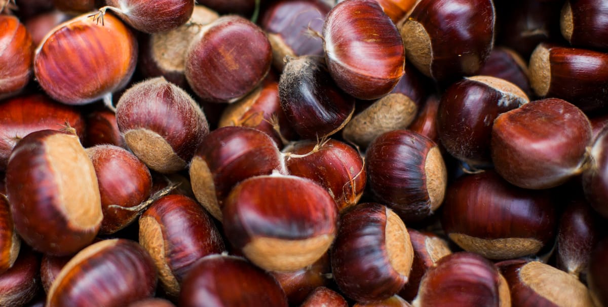 Chestnuts harvested in the fall by  apprentices in the 9 month Gardening and permaculture program at Wild Abundance