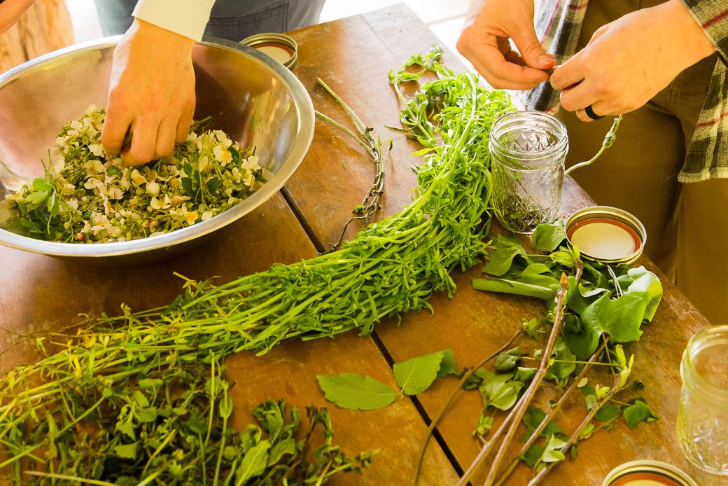 Student hands working as they trim and process plants the class foraged for use in tinctures, oxymels, and salves.