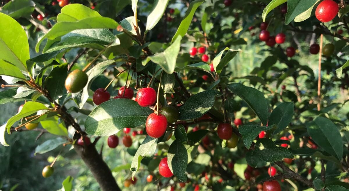 Goumi berries seen bright red and ripe during the harvest season at the Wild Abundance permaculture food forest, home of a 9 month apprenticeship program